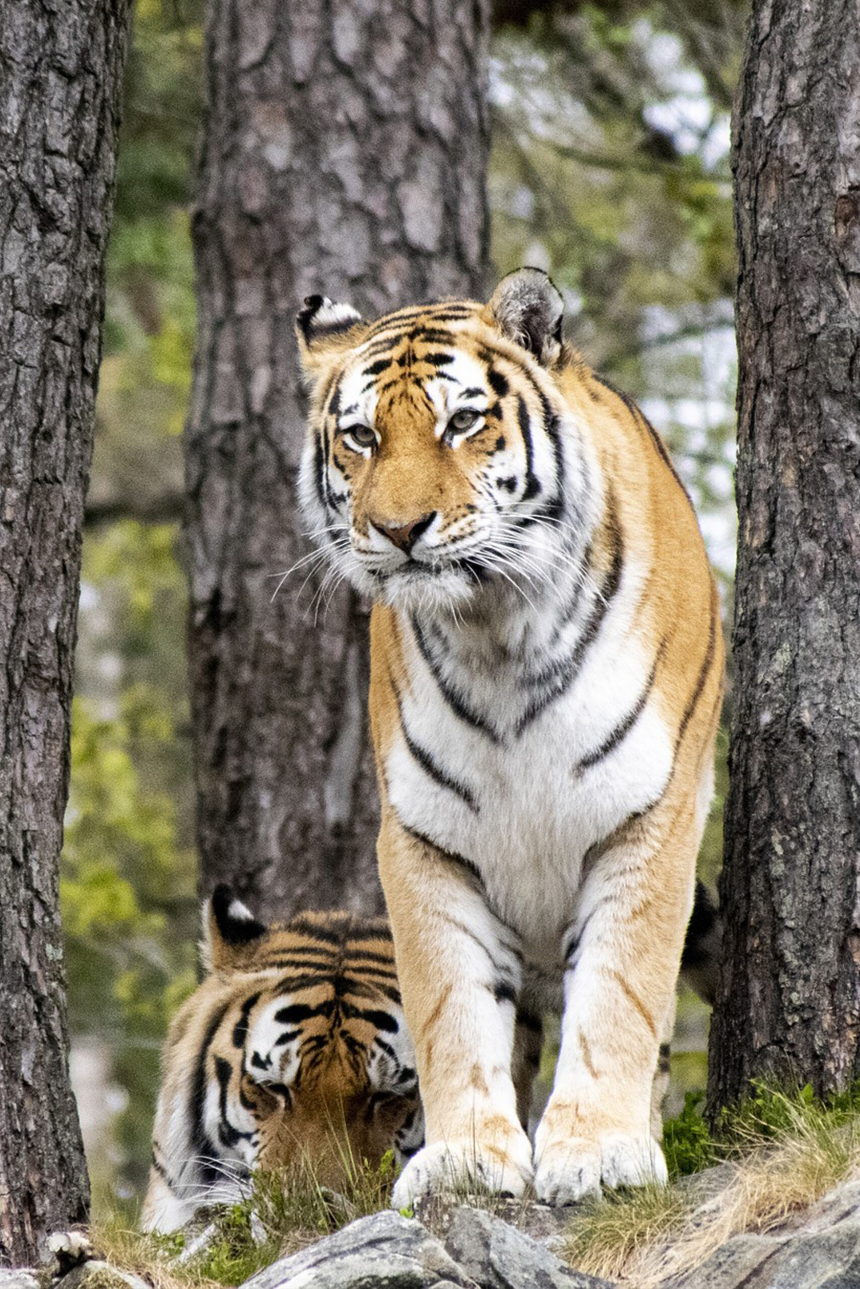 Tijger in Dyreparken bij Kristiansand